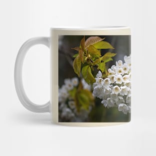 Japanese Cherry blossom in a shaft of light Mug